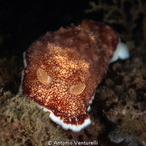 Goniobranchus reticulata nudibranch_February 2025
(Canon... by Antonio Venturelli 